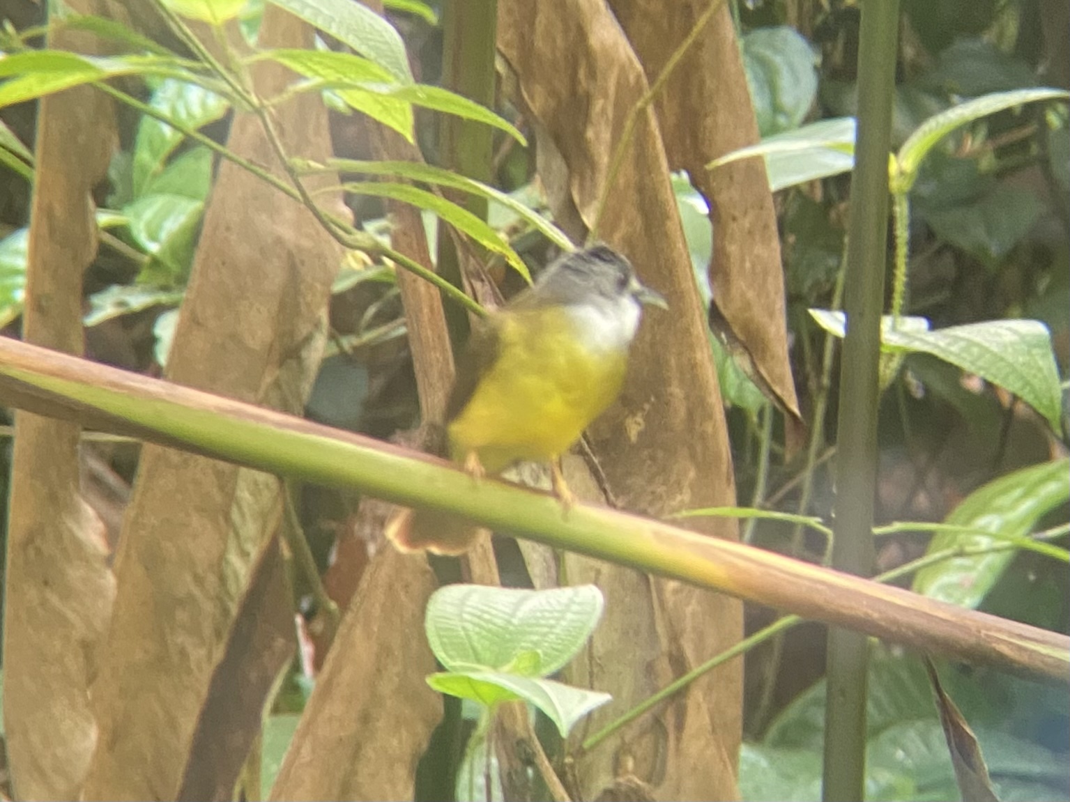 Yellow-bellied Bulbul (Alophoixus phaeocephalus), photo 6
