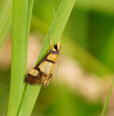 Deuterarcha xanthomela