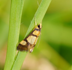 Deuterarcha xanthomela