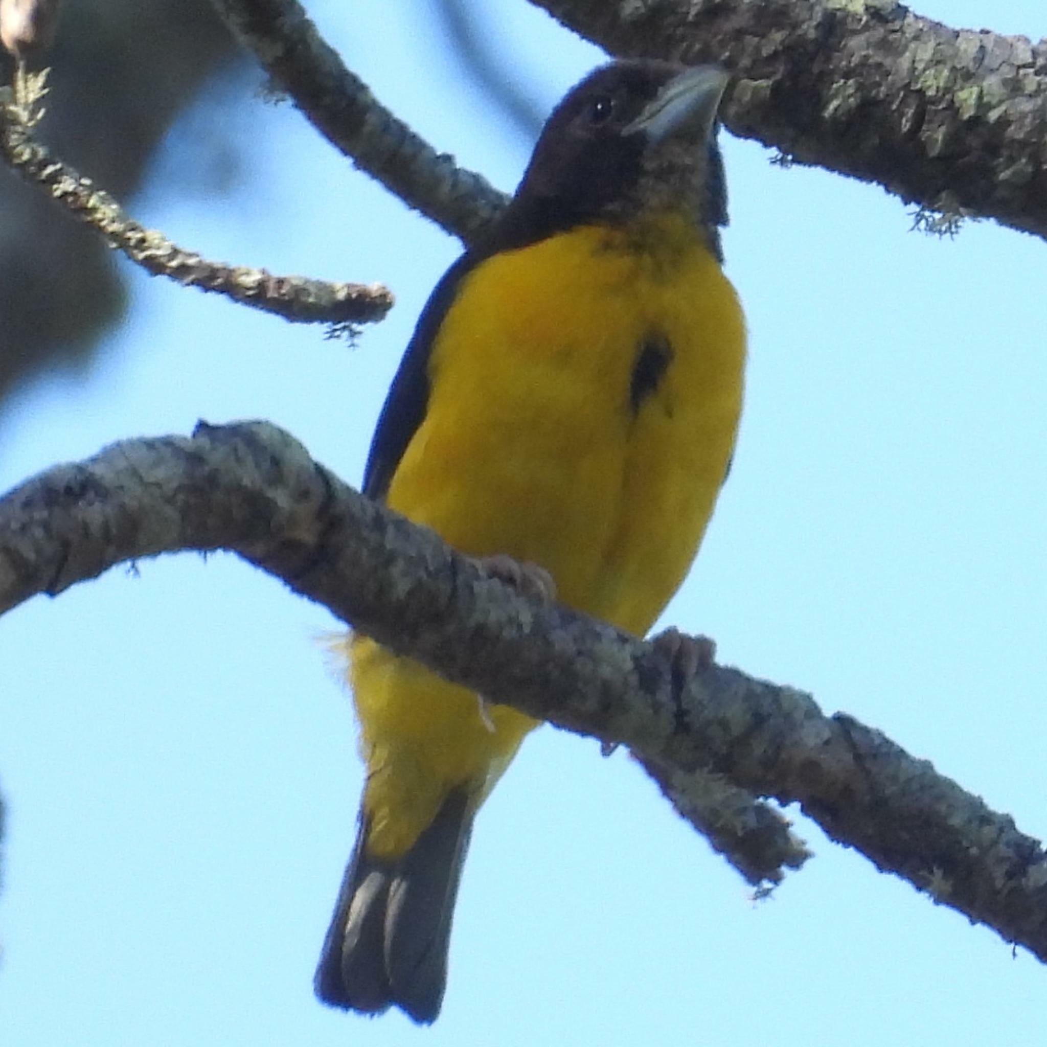 Dark-backed Weaver illustration