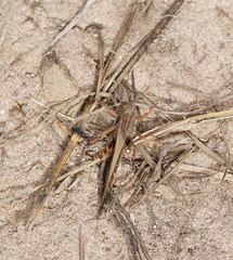 Locusta migratoria migratorioides