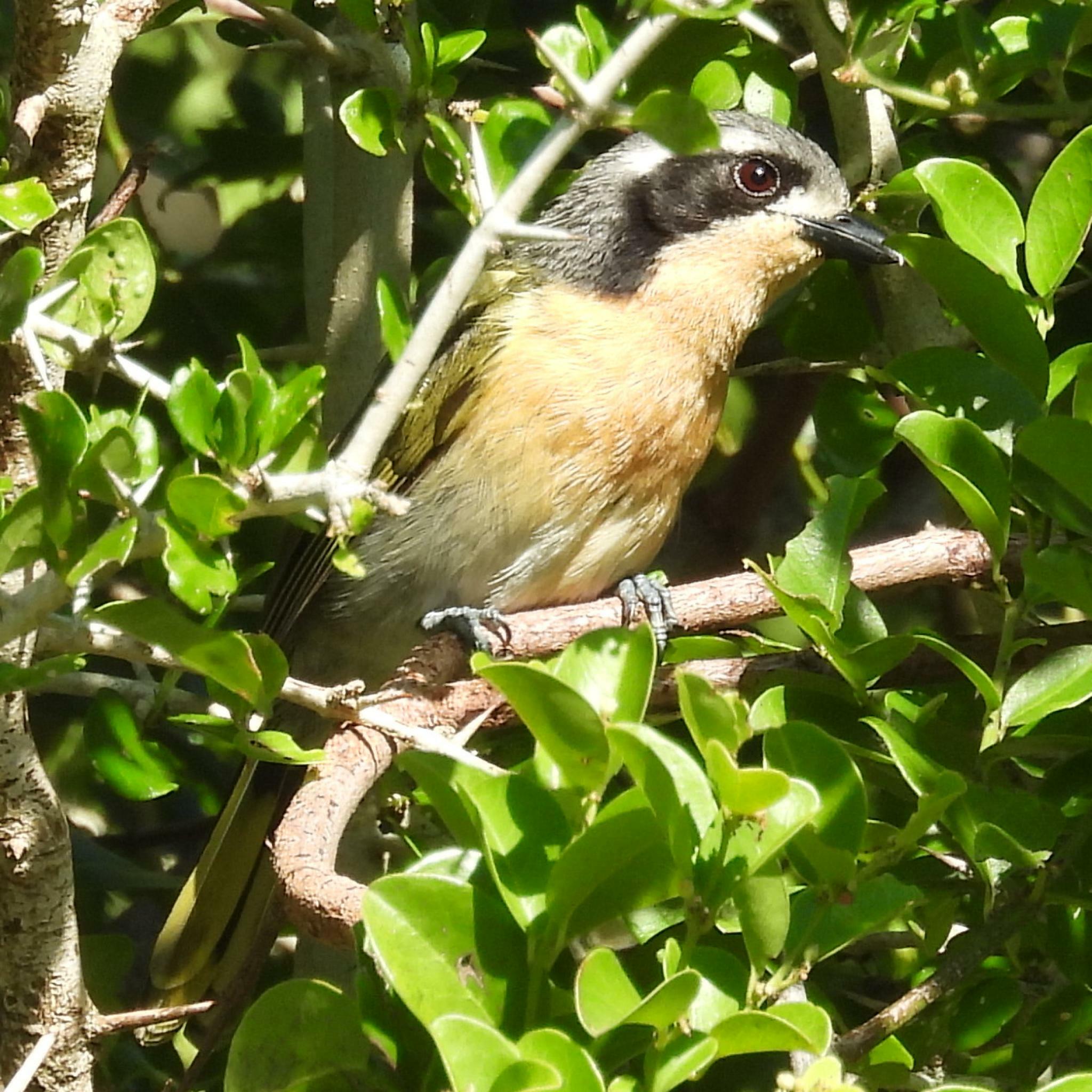 Olive Bushshrike (Chlorophoneus olivaceus), photo 7