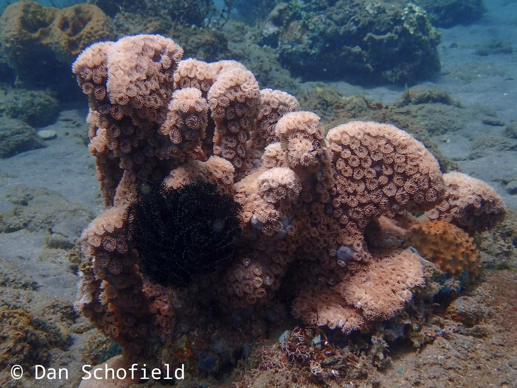 Bowl coral