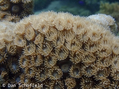 Duncanopsammia peltata