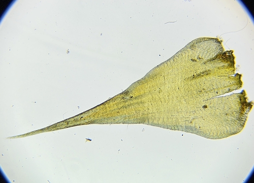 Image of Campylium stellatum by (c) Helen Waterman, some rights reserved (CC BY)