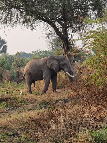African Savanna Elephant