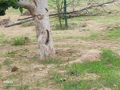 Funambulus pennantii