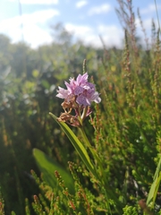 Dactylorhiza maculata