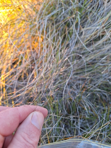 Agrostis dyeri observed 2025-03-07
