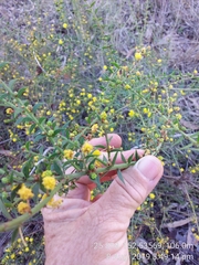Acacia amblygona