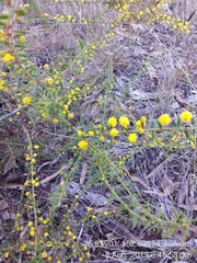 Acacia amblygona