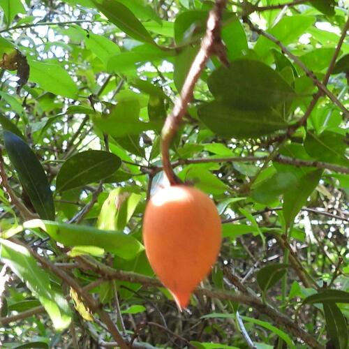 Mimusops obovata, photograph 5