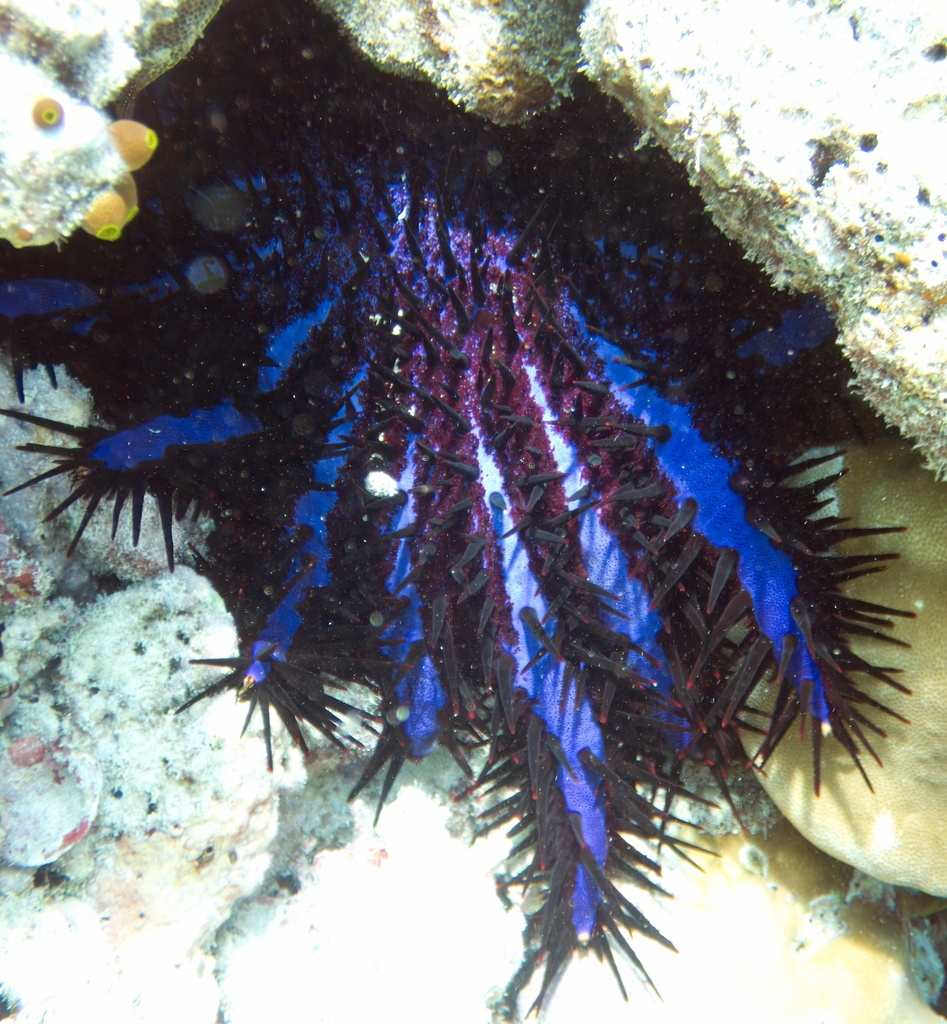 Crown-of-thorns