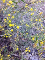 Acacia amblygona