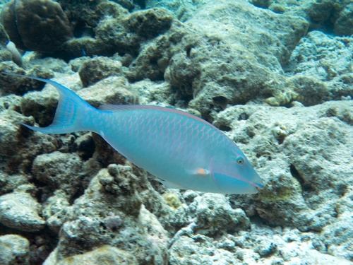 Candelamoa parrotfish (Hipposcarus harid) — Scaridae