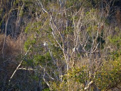 Propithecus deckenii