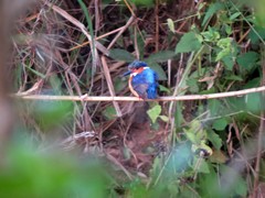 Corythornis vintsioides