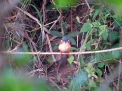 Corythornis vintsioides