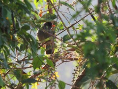 Hypsipetes madagascariensis