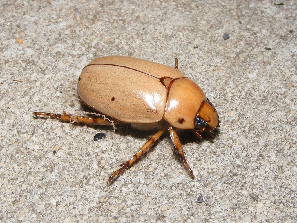 標本 Brazil Pelidnota cyanitarsis 20mm Grapevine Beetle (Pelidnota punctata) · iNaturalist