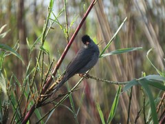 Hypsipetes madagascariensis