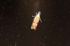 Catoptria latiradiellus