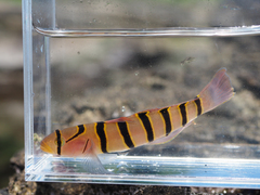Serpentine Goby photo 2