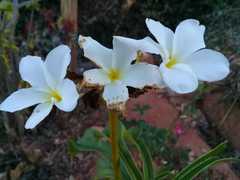 Plumeria pudica