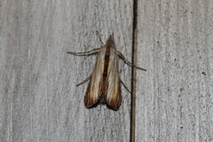 Cucullia convexipennis