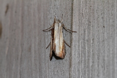 Cucullia convexipennis