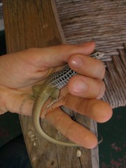 Aspidoscelis scalaris