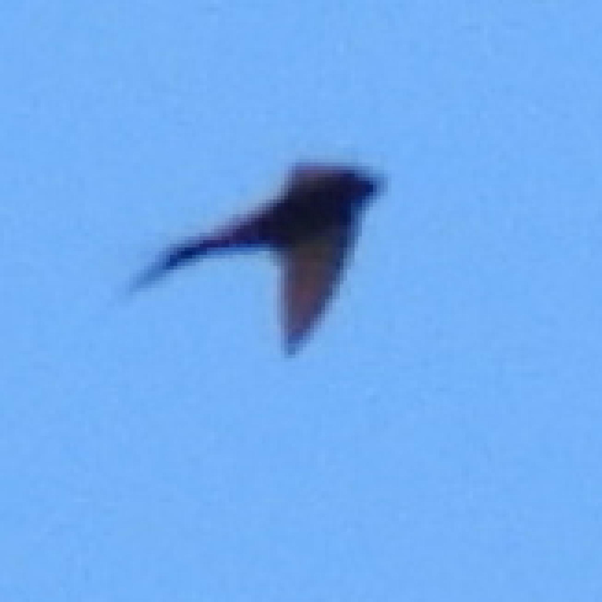 Black Saw-wing (Psalidoprocne pristoptera), photo 5