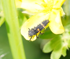 Coccinella transversalis