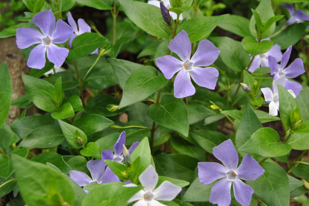 Vinca major