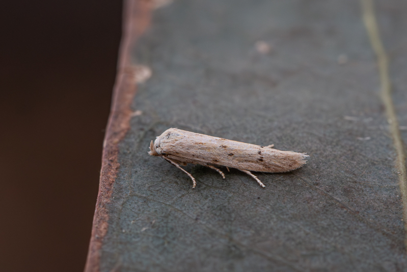 Blastobasis exclusa