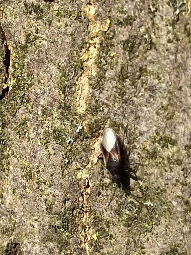 Lime seed bug, Lage Bergse Bos, Bergschenhoek, Zuid-Holland, NL, photo 9 of 10