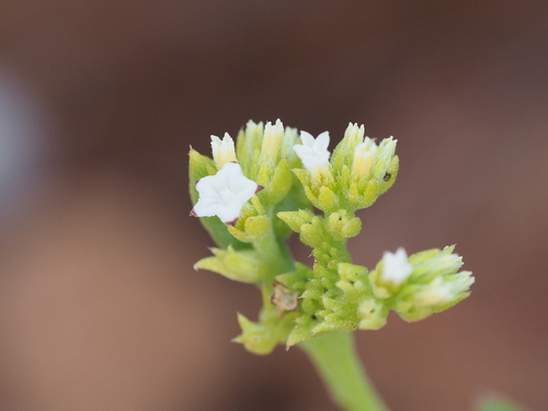 Euploca glandulifera, 2025-02-21