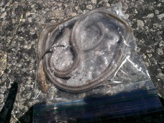 Pantherophis bairdi