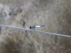 Brachydiplax farinosa