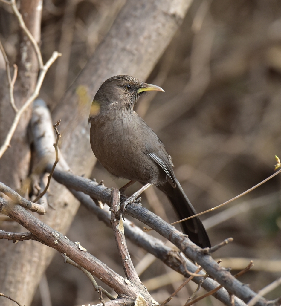 Pere David's Laughingthrush photo