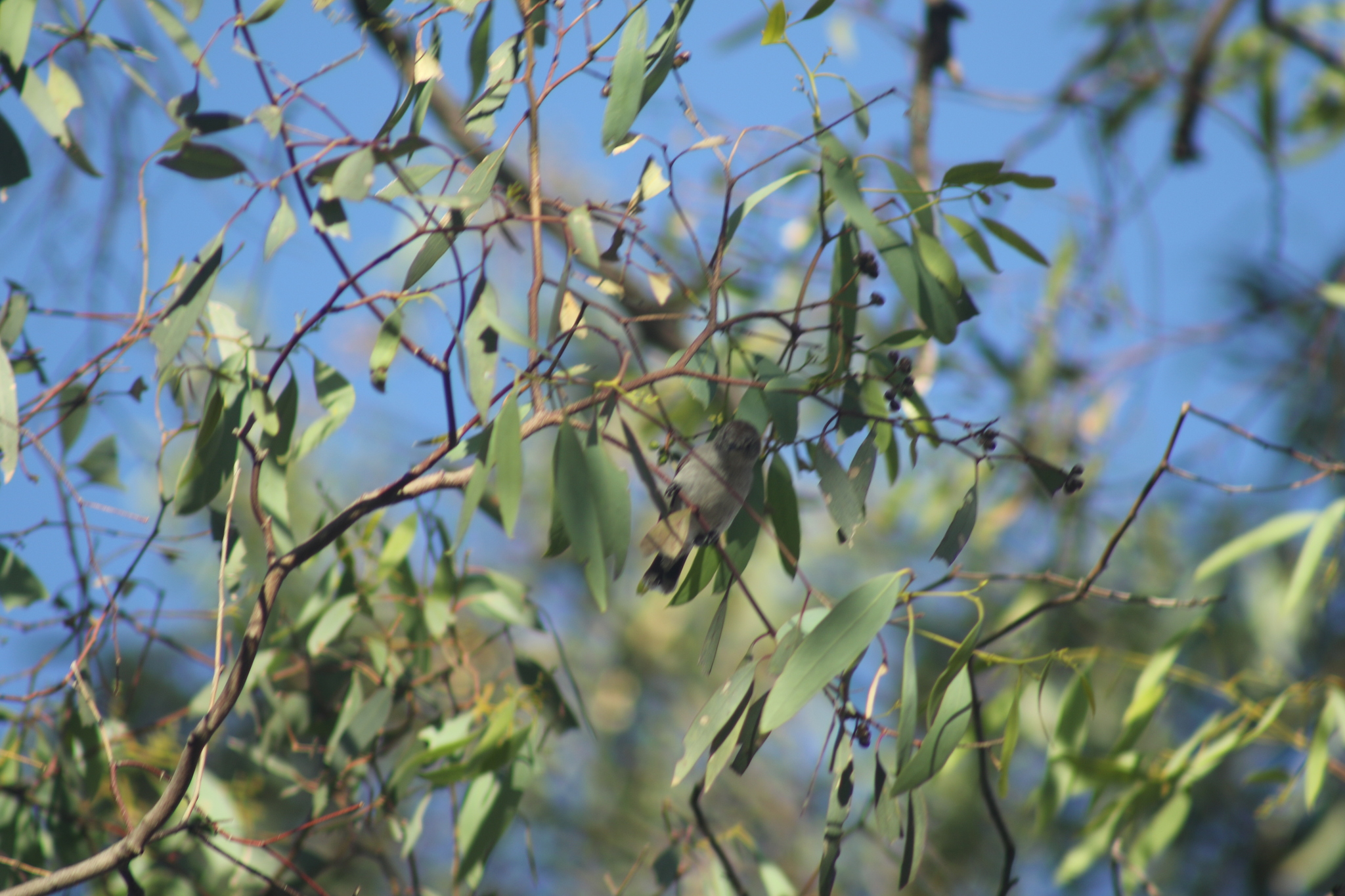 Chestnut-rumped Thornbill (Acanthiza uropygialis), photo 2