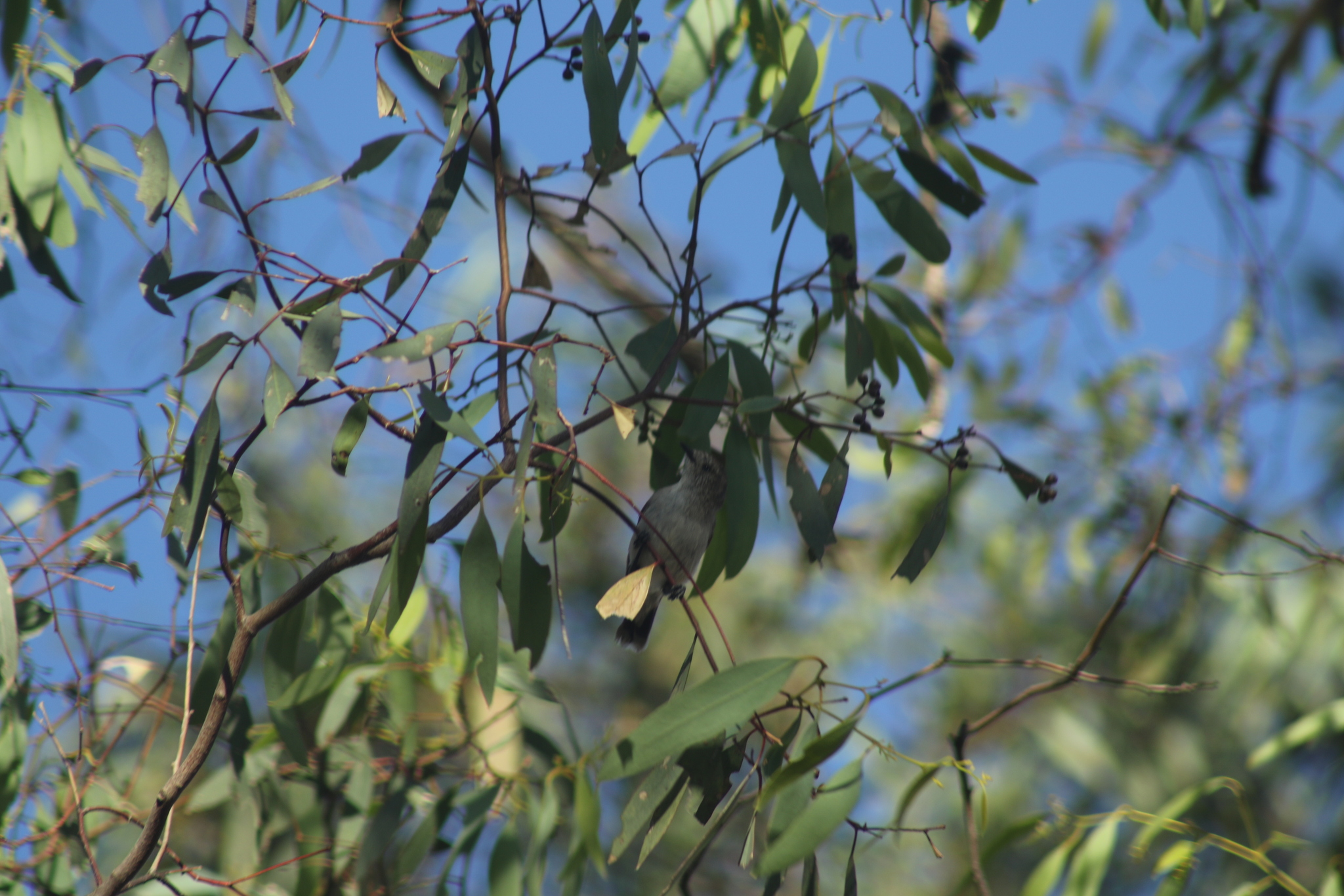 Chestnut-rumped Thornbill (Acanthiza uropygialis), photo 8