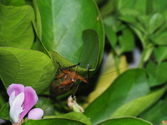 Hexacentrus fuscipes