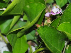 Hexacentrus fuscipes