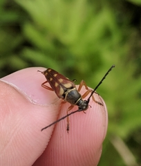 Typocerus velutinus