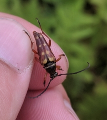 Typocerus velutinus