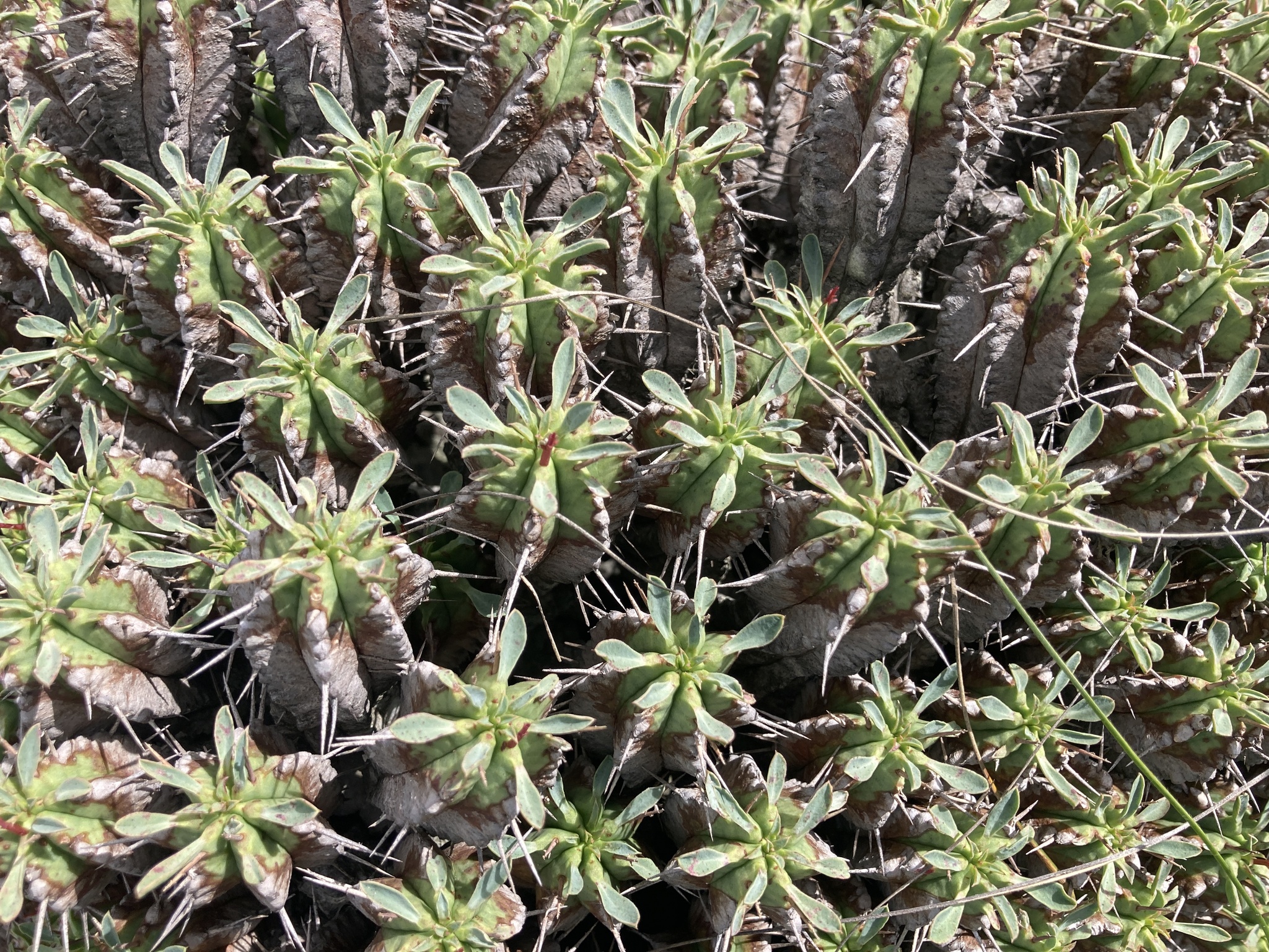 Imagem de Colchão-de-sogra