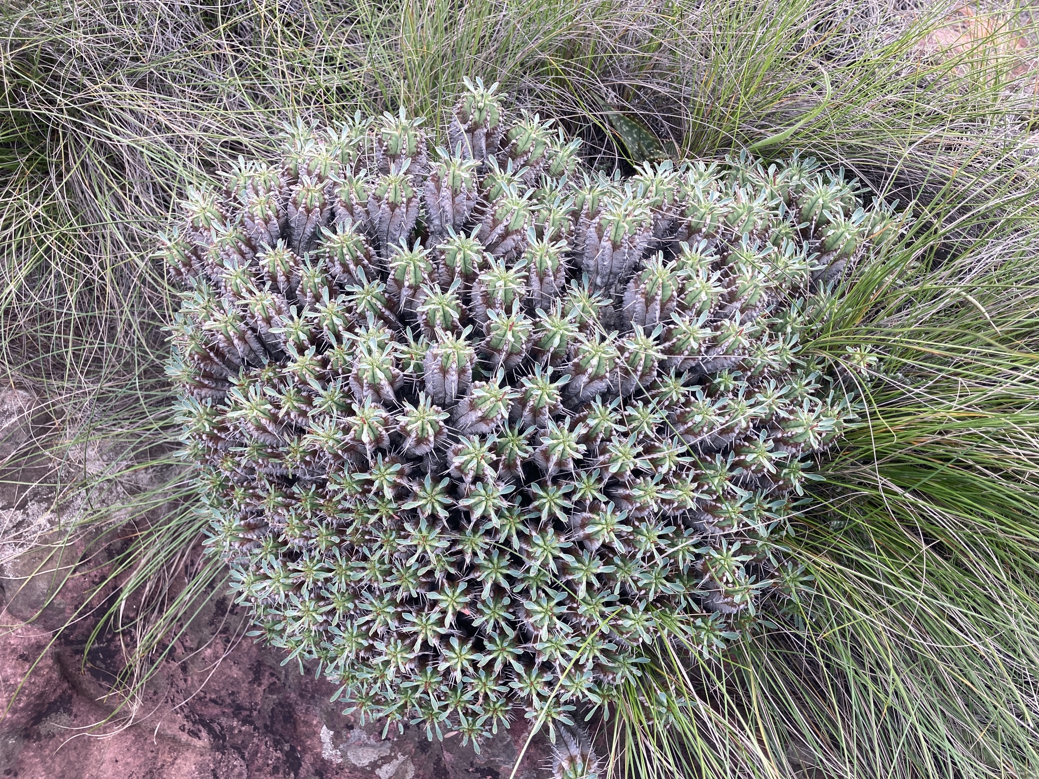 Imagem de Colchão-de-sogra