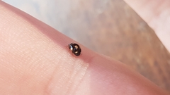 Brachiacantha decempustulata