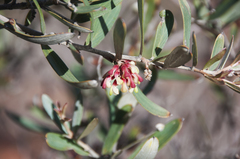 Grevillea aspera